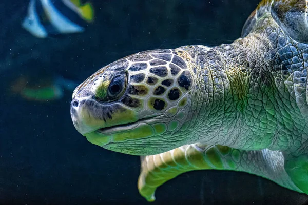 Macro Portrait Patterned Sea Turtle Swimming Underwater — Stock Photo, Image