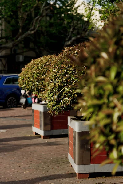 Tiro Vertical Dos Arbustos Potted Uma Calçada Pavimentada Shanghai — Fotografia de Stock