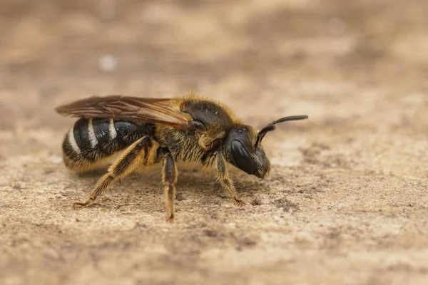 Szczegółowe Zbliżenie Mały Samica Bruzda Pszczoła Lasioglossum Siedzi Drewnie Ogrodzie — Zdjęcie stockowe
