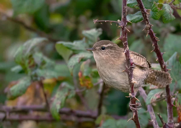 Primo Piano Simpatico Scricciolo Eurasiatico Troglodytes Troglodytes Piedi Ramo — Foto Stock