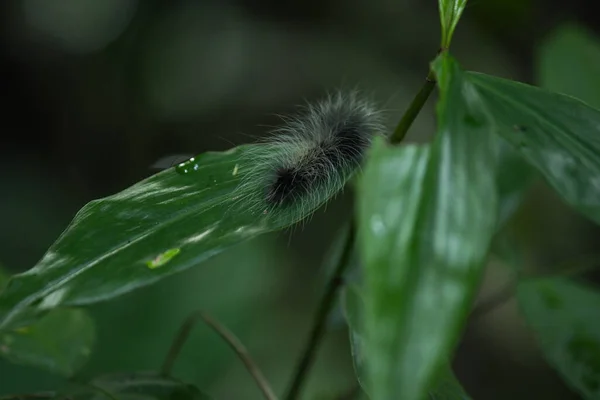 Caterpillar Walking Green Leaf — Stock Photo, Image