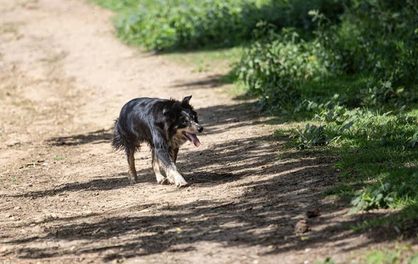 Een Ondiepe Scherpstelopname Van Een Zwarte Hond Die Buiten Grond — Stockfoto