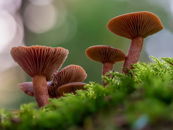 Bir Grup Şeker Mantarı Lactarius Camphoratus Yosun Içinde — Stok fotoğraf