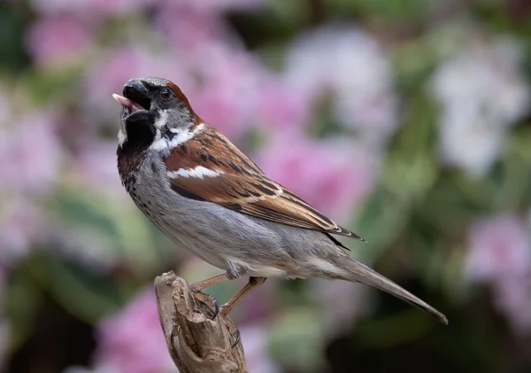 Großaufnahme Eines Haussperlings Passer Domesticus Mit Offenem Schnabel Der Auf — Stockfoto