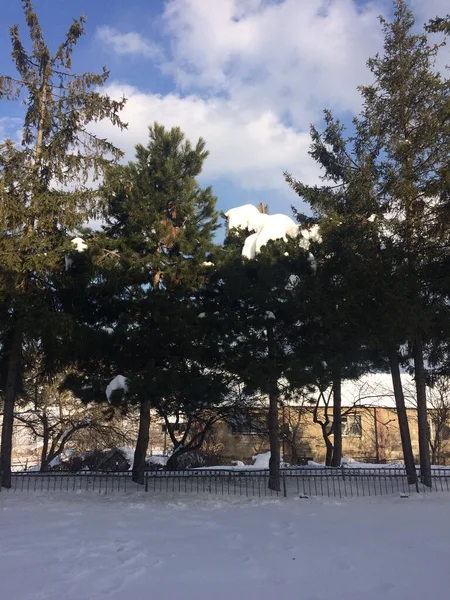 Colpo Verticale Cortile Innevato Una Giornata Invernale Soleggiata — Foto Stock