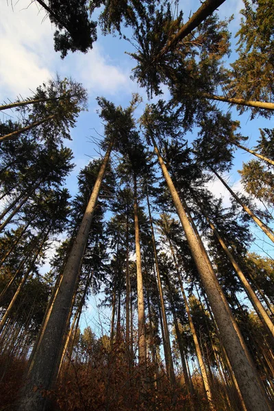 明るい青空の下で背の高い木の垂直方向の低角度ショット — ストック写真