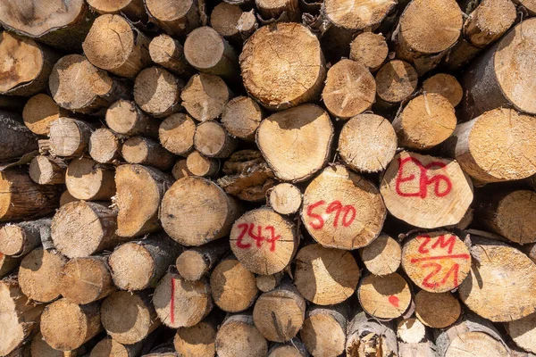 Primer Plano Algunos Troncos Madera Cortados Grande Para Patrón —  Fotos de Stock