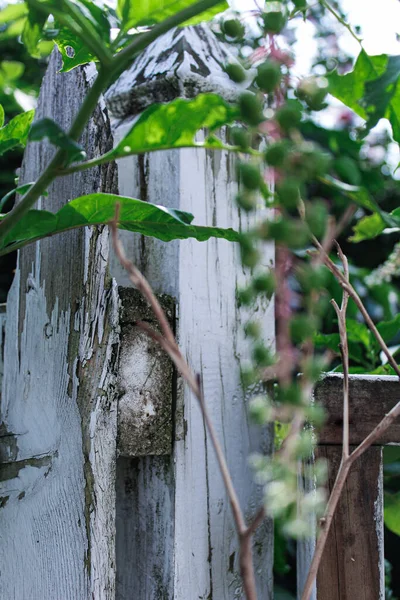 Plan Vertical Une Clôture Bois Pourrie Dans Jardin — Photo