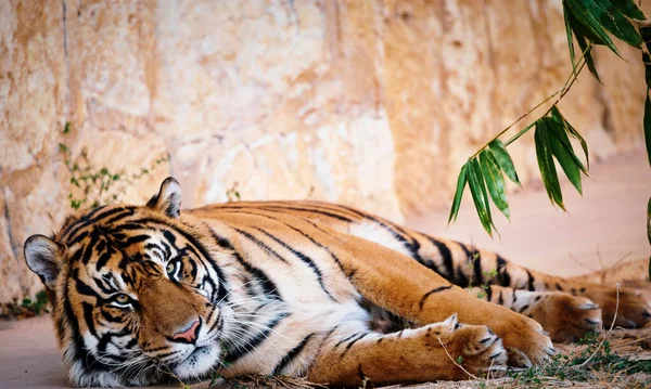 Közelkép Egy Tigrisről Amint Egy Sziklán Fekszik Komolyan Bámul Állatkertbe — Stock Fotó