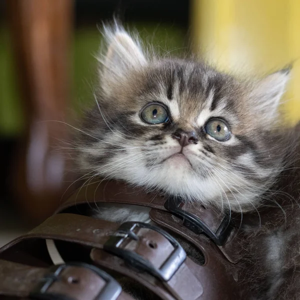 Closeup Shot Kitten Lying Sandal Blurred Background — Stock Photo, Image