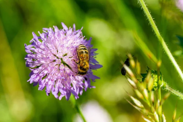 Nahaufnahme Einer Westlichen Honigbiene Die Auf Einer Distel Sitzt Und — Stockfoto