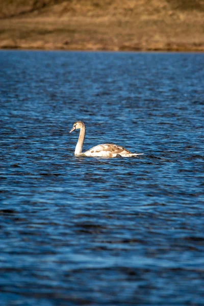 Svislý Pohled Labuť Plavající Jezeře — Stock fotografie