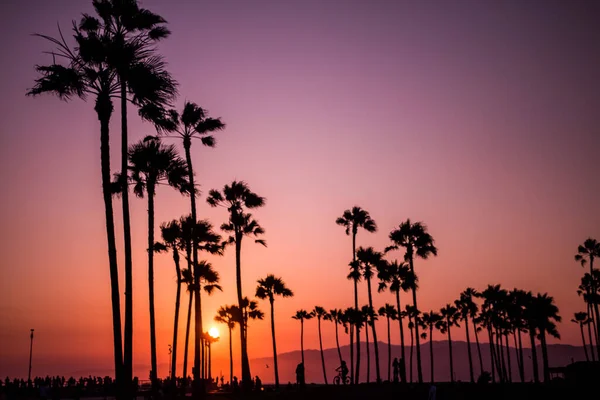 Силует Пальми Проти Мальовничого Заходу Сонця Венеціанському Пляжі Лос Анджелес — стокове фото