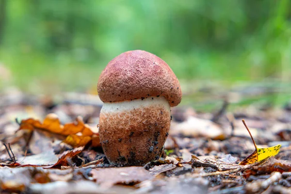 Gros Plan Jeune Champignon Leccinum Aurantiacum — Photo