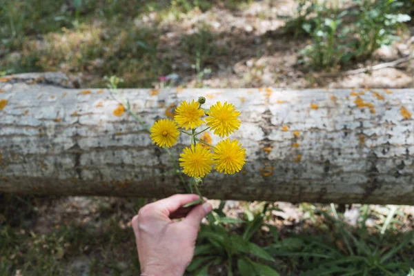 Een Hand Met Een Paar Gele Paardebloemen Tegen Een Stam — Stockfoto