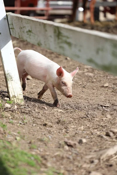 Vertical Shot Small Pig Walking Farmland — Stock Photo, Image