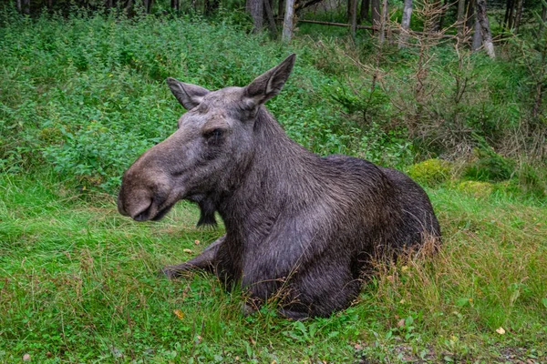 Brown Moose Elk Resting Grass Forest — Stock Photo, Image