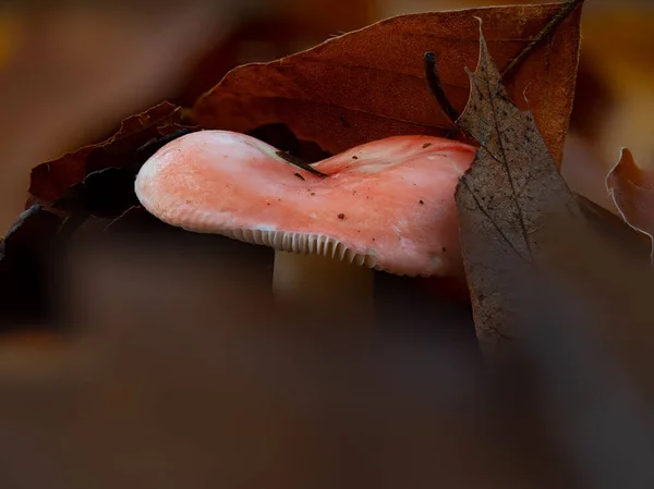 Closeup Russula Mushroom Hiding Leaves — Stock Photo, Image