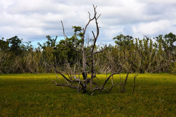 Martwe Drzewo Polu Everglades Floryda Usa — Zdjęcie stockowe