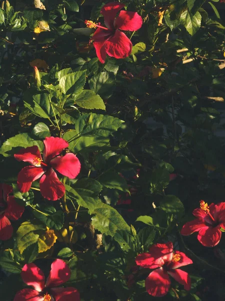 Uma Bela Foto Hibiscus Rosa Sinensis — Fotografia de Stock