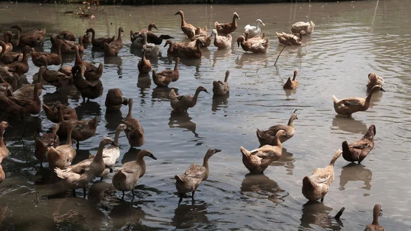 Aufnahme Einer Schar Brauner Enten Und Gänse Einem Flachen Fluss — Stockfoto