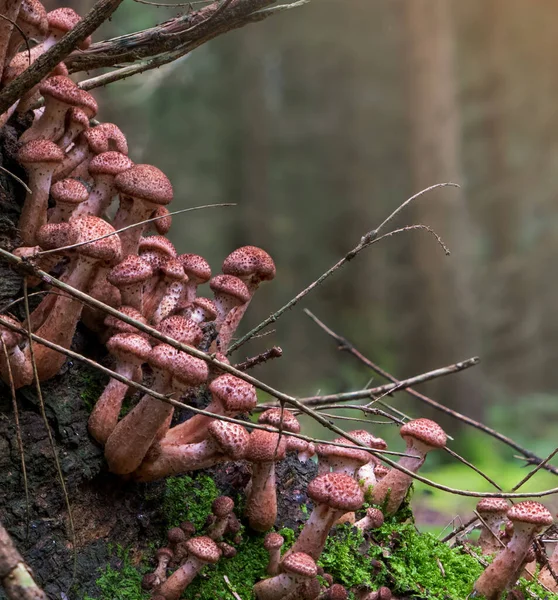 Velká Skupina Houbiček Armillaria Ostoyae Pařezu Stromu — Stock fotografie