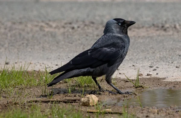 Closeup Shot Black Crow Perched Muddy Floor — Stock Photo, Image