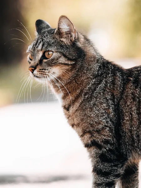 Retrato Vertical Gato Tabby Sobre Fondo Borroso — Foto de Stock