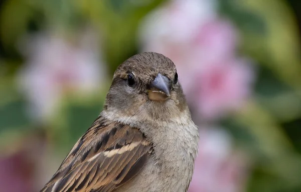 Macro Portrait House Sparrow Passer Domesticus Blurry Background Flowers — Stock Photo, Image