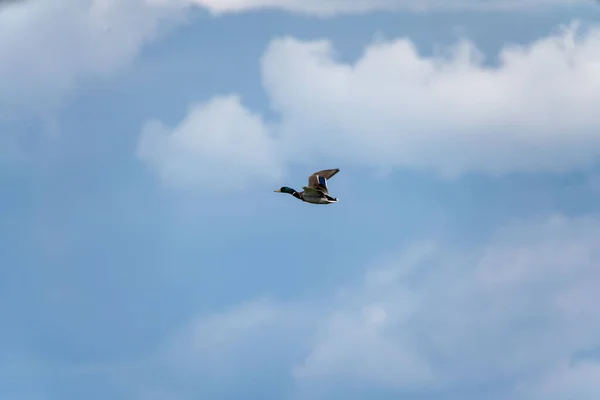 Μια Αρσενική Πάπια Mallard Που Πετάει Στον Γαλάζιο Ουρανό — Φωτογραφία Αρχείου