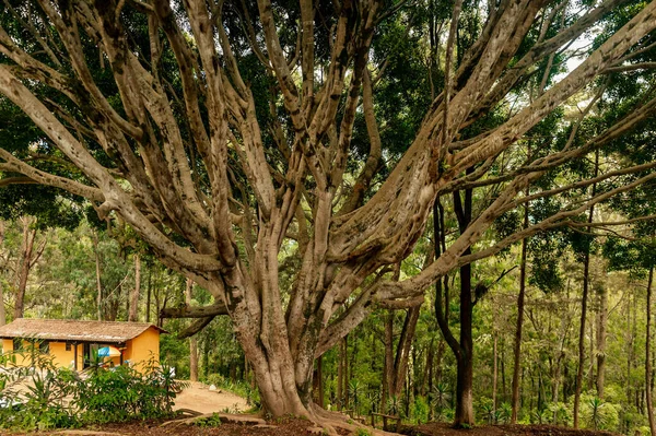 Gran Árbol Banyan Bosque Con Una Pequeña Casa Cercana Guatemala — Foto de Stock