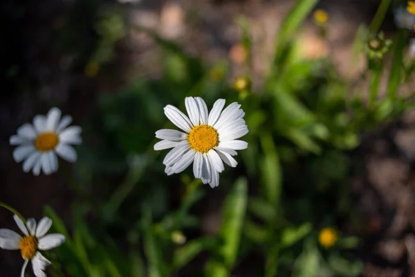 在灌木丛中拍摄的一朵白色雏菊的特写照片 — 图库照片
