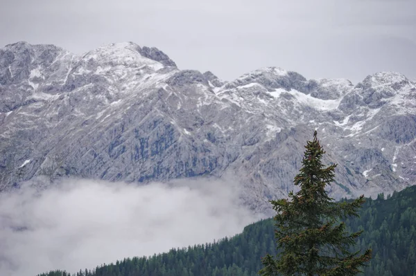 Beautiful View Coniferous Forest Big Pasture Plateau Kamnik Savinja Alps — Stock Photo, Image