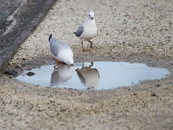 View Red Billed Gulls Drink Fresh Water Puddle — Stock Photo, Image