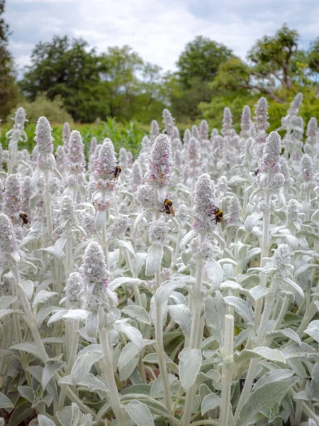 Vertical Shot Bees Feeding White Lamb Ear Plants Stachys Byzantine — Stock Photo, Image