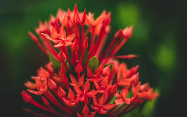 Close Flores Vermelhas Gerânio Selva Crescendo Fundo Verde Embaçado — Fotografia de Stock