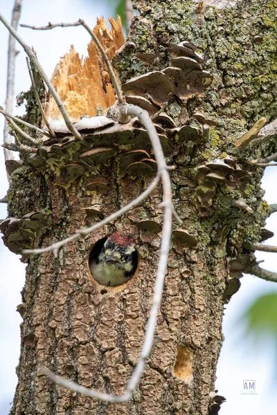 Primer Plano Pájaro Carpintero Árbol Viejo —  Fotos de Stock