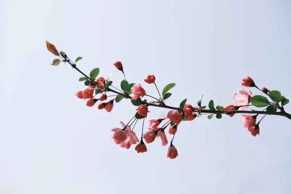 在中国春天 一棵樱桃树绽放的特写 — 图库照片