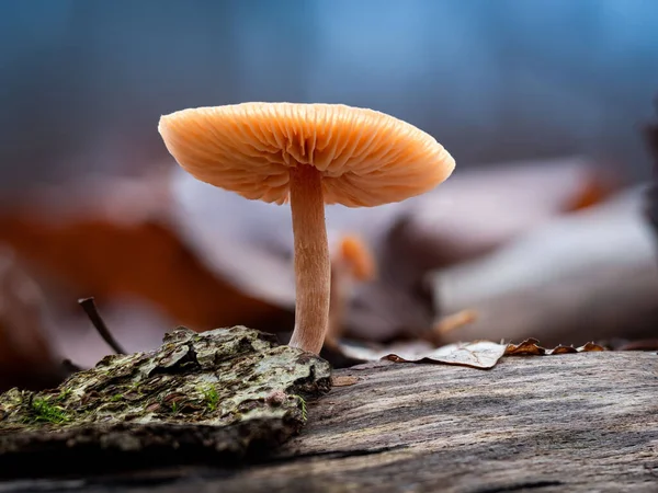 Een Closeup Van Een Tubaria Furfuracea Paddestoel Winter — Stockfoto