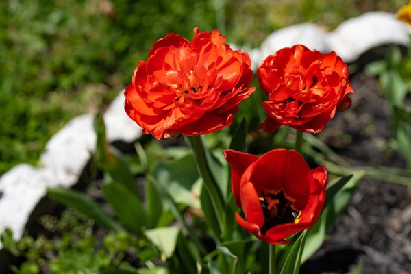 Gros Plan Tulipes Vibrantes Rouges Fleurs Dans Jardin — Photo