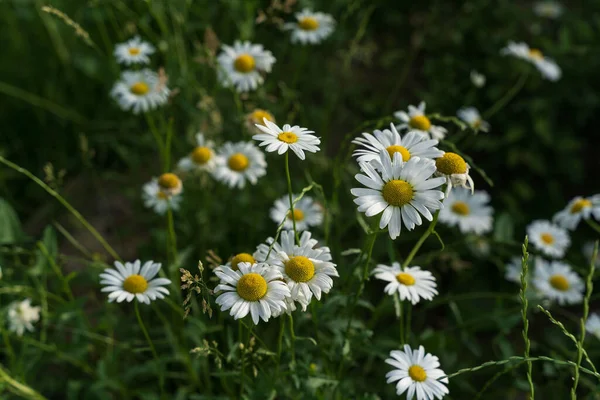 Papatyalarla büyüleyici bir manzara.
