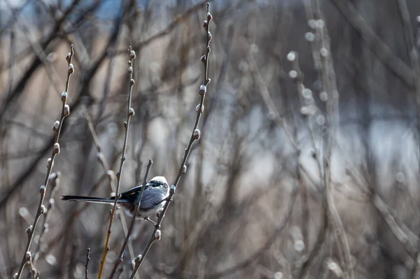 Adorable Long Tailed Tit Perched Willow Branch — Fotografia de Stock