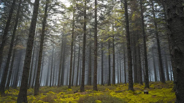 Ein Schöner Blick Auf Hohe Bäume Einem Wald Einem Bewölkten — Stockfoto