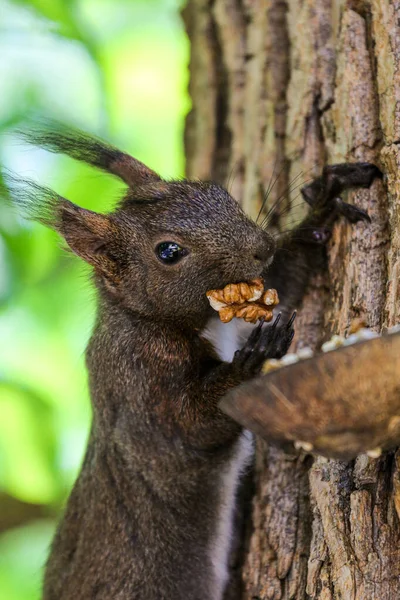 Uma Bela Dose Sciurus Vulgaris Orientis Comer Uma Noz Numa — Fotografia de Stock