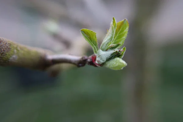 Elma Yapraklı Bir Tomurcuğun Makro Çekimi — Stok fotoğraf