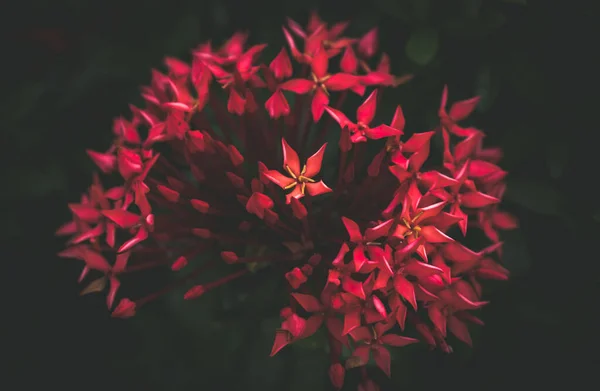 Una Hermosa Toma Geranio Rojo Selva —  Fotos de Stock
