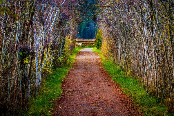 日中の森の中の通路の美しいショット — ストック写真