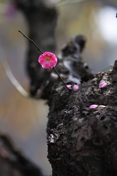 Pionowe Wybiórcze Ujęcie Ostrości Różowego Kwiatu Śliwki Cienkiej Gałęzi — Zdjęcie stockowe