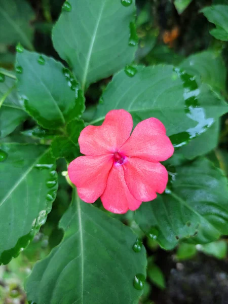 緑の葉を持つ美しい赤い花の開花には水滴があります — ストック写真