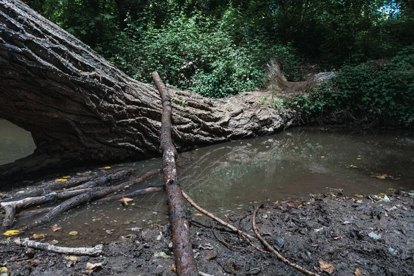 森の床の上に汚れた池 — ストック写真